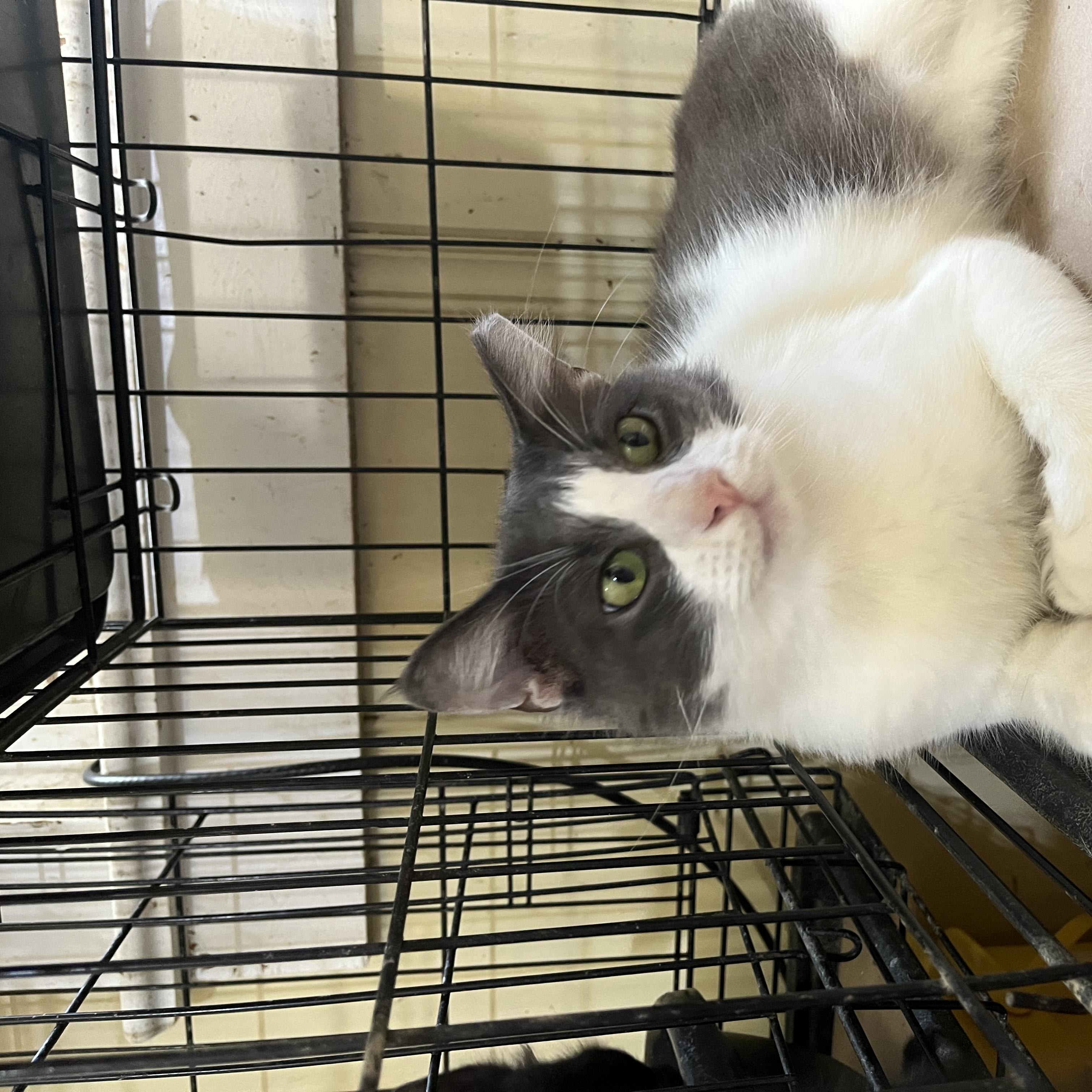 Enlarge William, a ADOPTABLE Domestic Medium Hair in Hammond, LA image 2/2