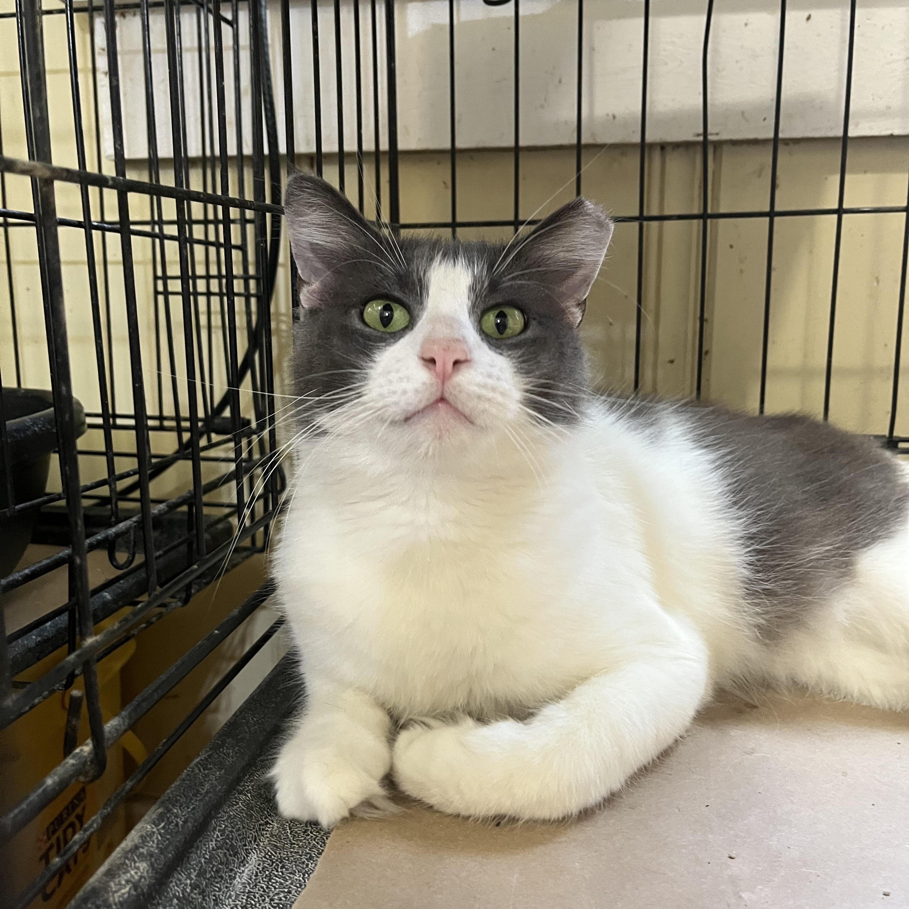 Enlarge William, a ADOPTABLE Domestic Medium Hair in Hammond, LA image 1/2