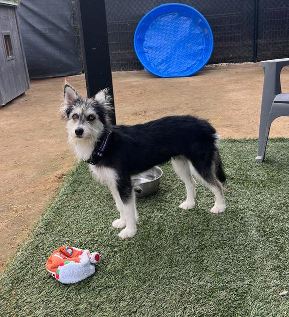 Rubi, Adoptable, Young Female Terrier.