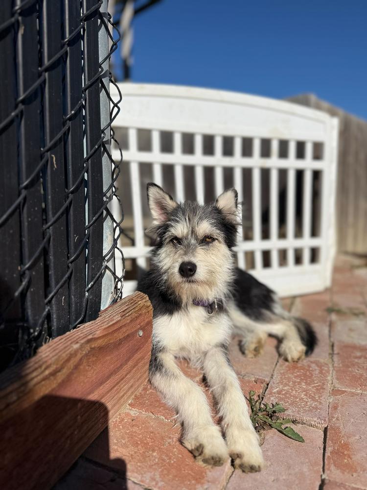 Rubi, a Adoptable mixed breed in San Diego, CA image 2/6