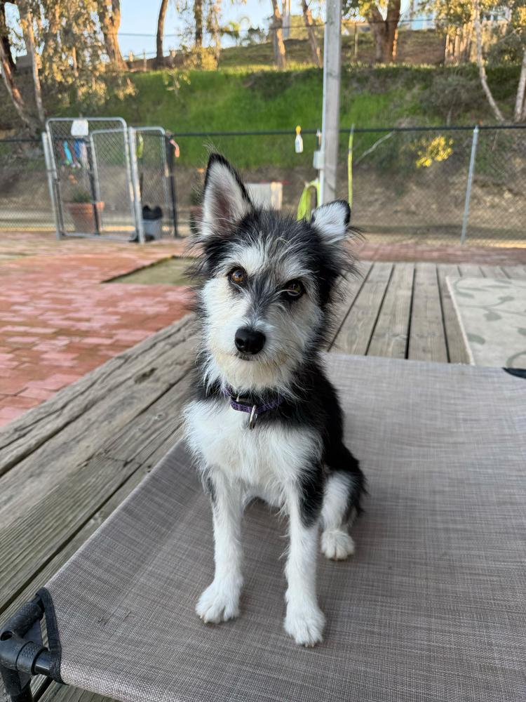 Rubi, a Adoptable mixed breed in San Diego, CA image 3/6