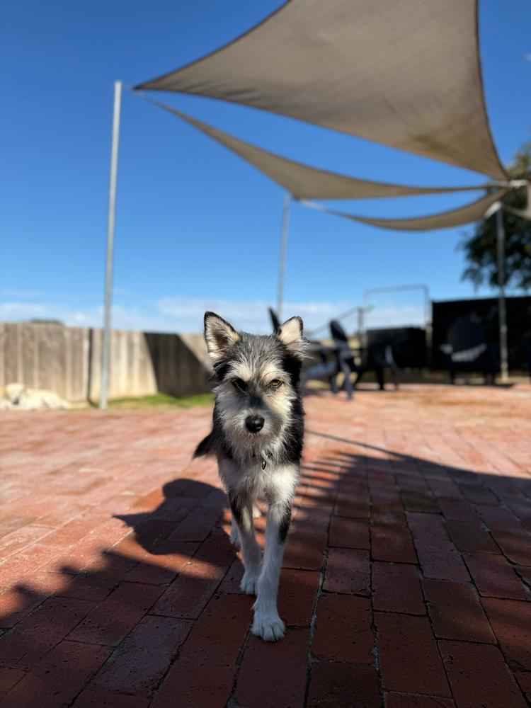 Rubi, a Adoptable mixed breed in San Diego, CA image 4/6