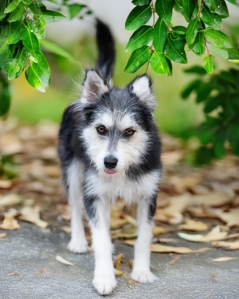 Rubi, a Adoptable mixed breed in San Diego, CA image 6/6