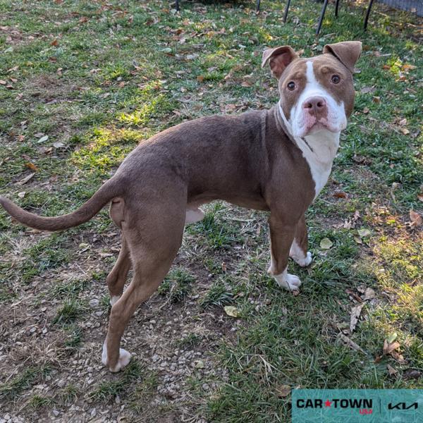 Flik, Adoptable, Adult Male Pit Bull Terrier.