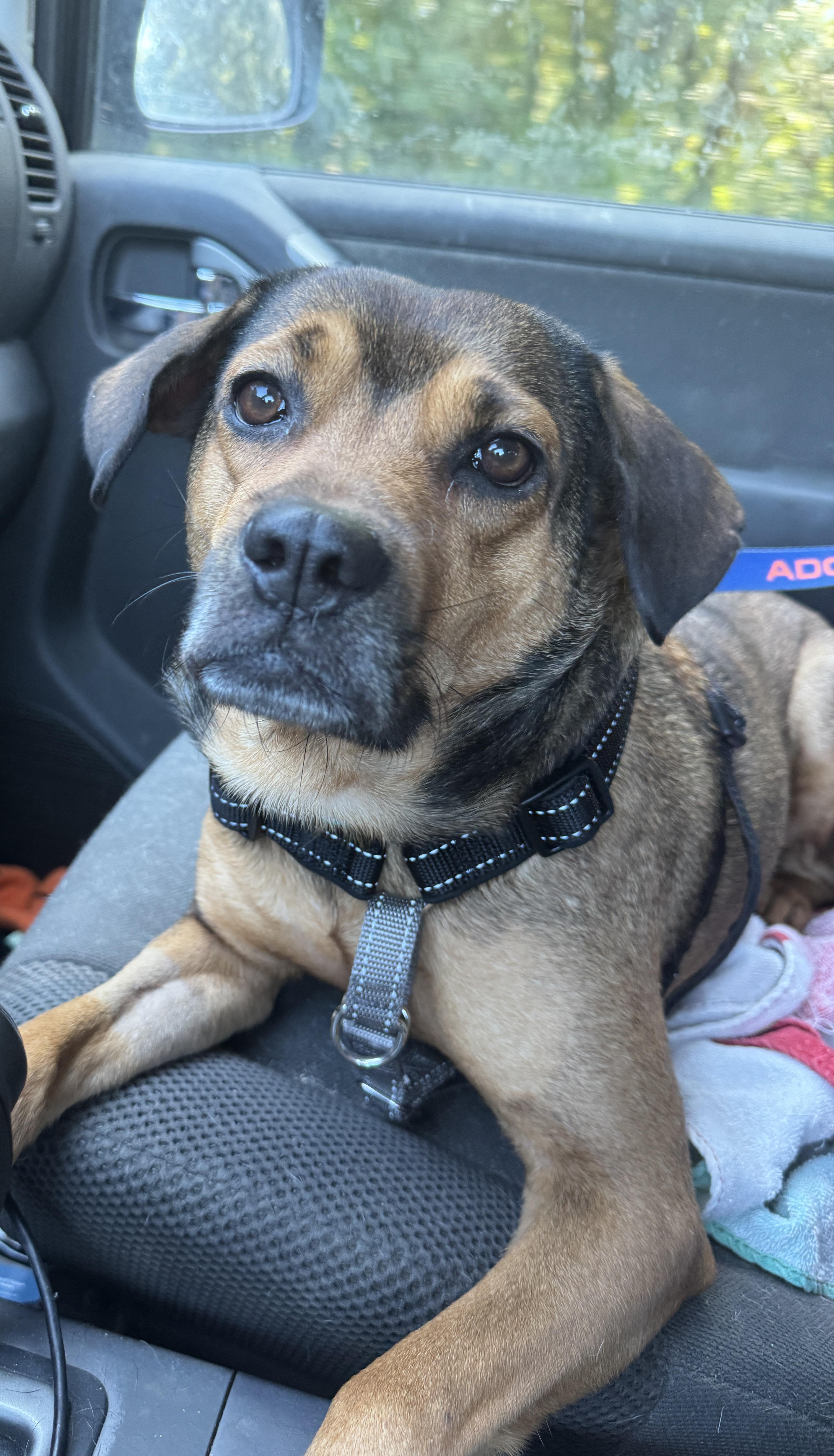 Enlarge Kiwi, a Adoptable mixed breed in Navarre, FL image 2/6
