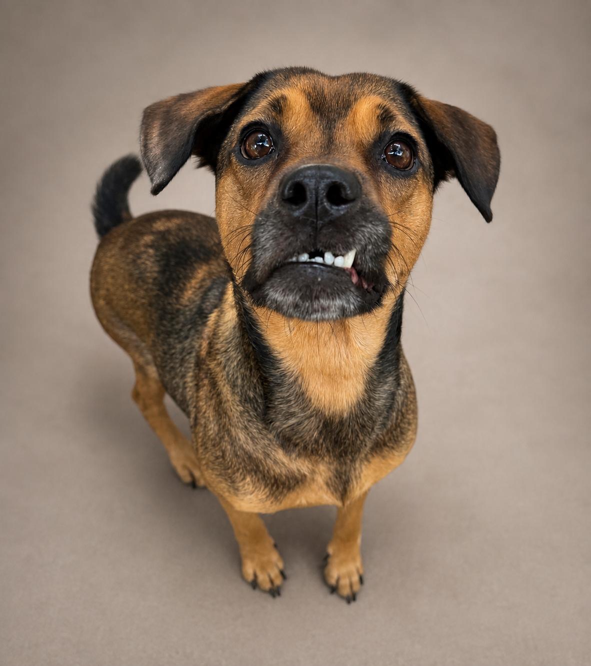 Enlarge Kiwi, a ADOPTABLE mixed breed in Navarre, FL image 1/6