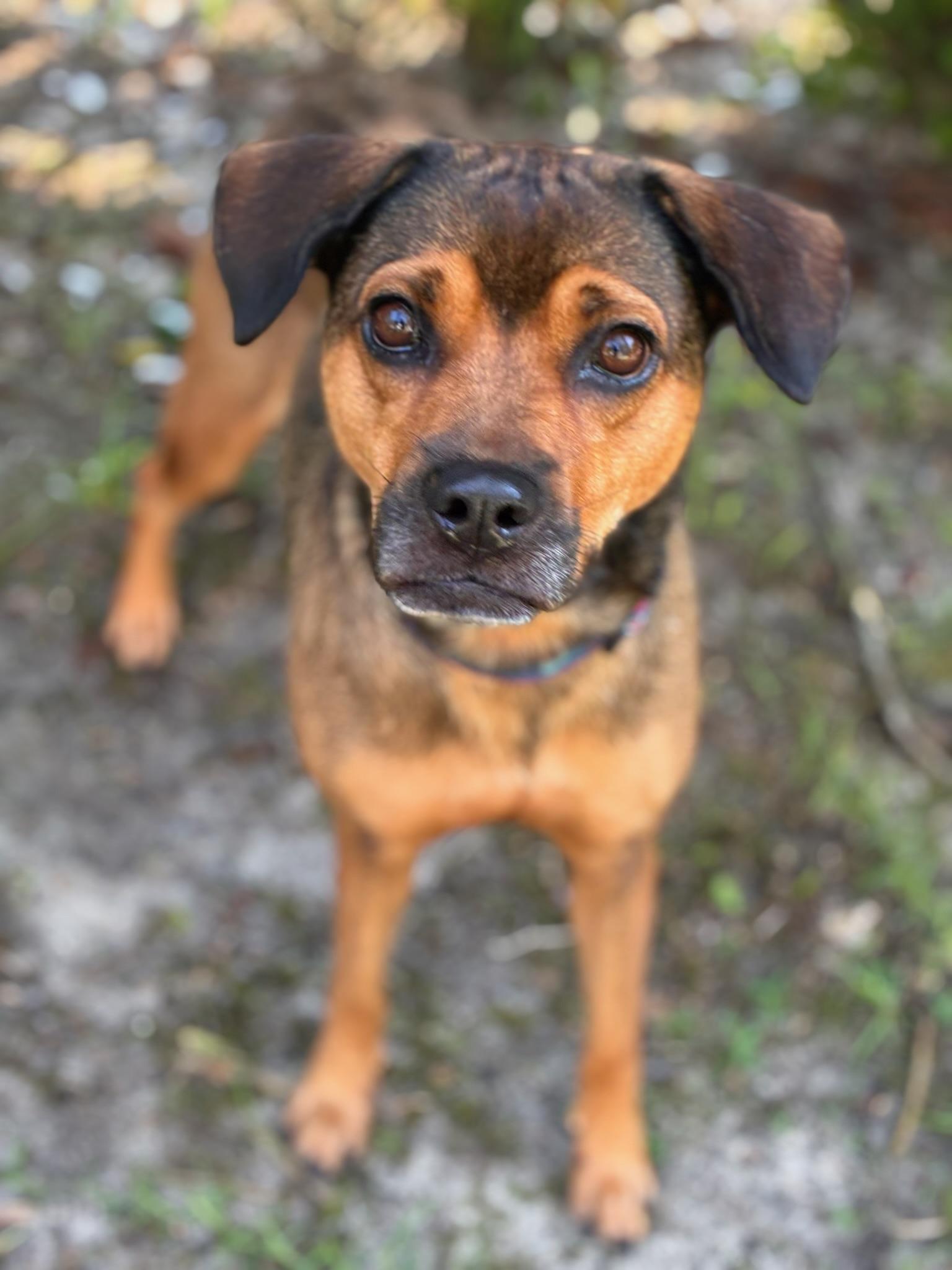 Enlarge Kiwi, a ADOPTABLE mixed breed in Navarre, FL image 4/6