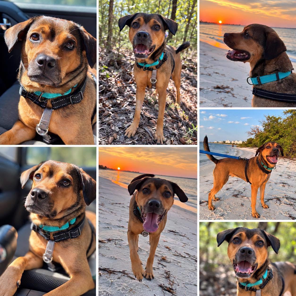 Kiwi, Adoptable, Young Female Beagle & Pug.