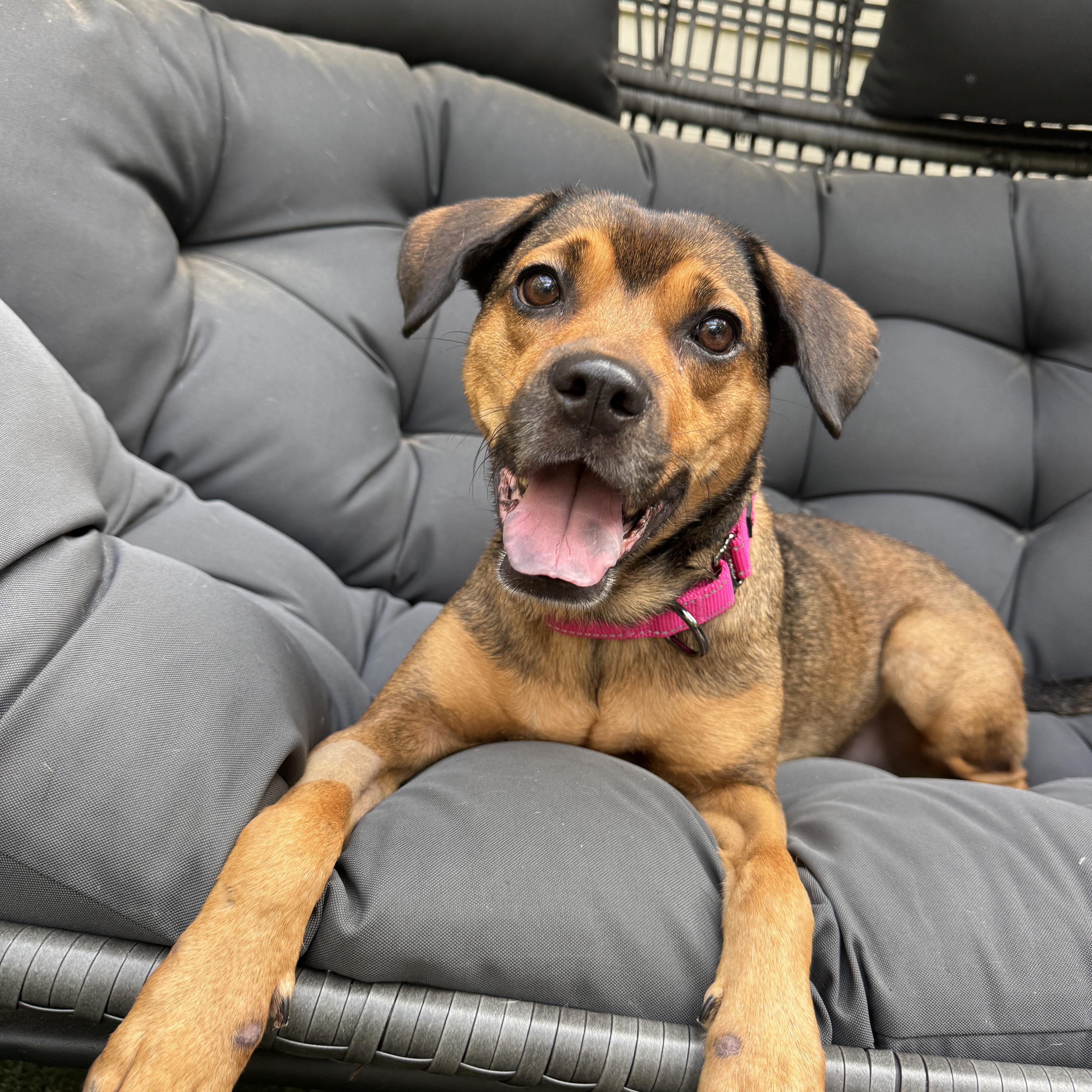 Enlarge Kiwi, a Adoptable mixed breed in Navarre, FL image 3/6