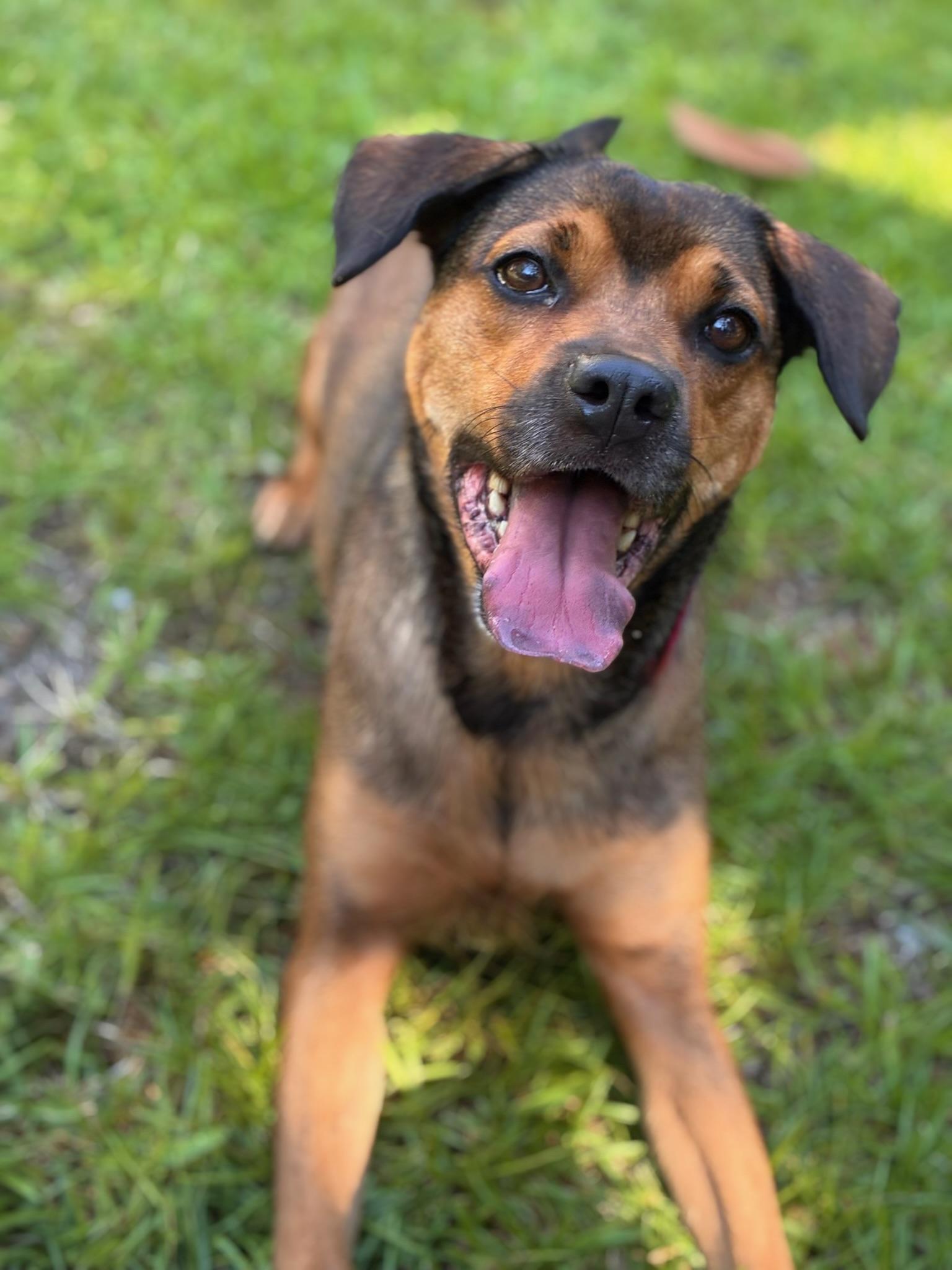 Enlarge Kiwi, a ADOPTABLE mixed breed in Navarre, FL image 5/6