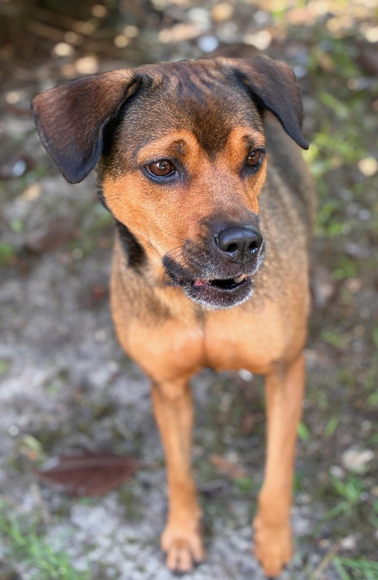 Enlarge Kiwi, a ADOPTABLE mixed breed in Navarre, FL image 6/6