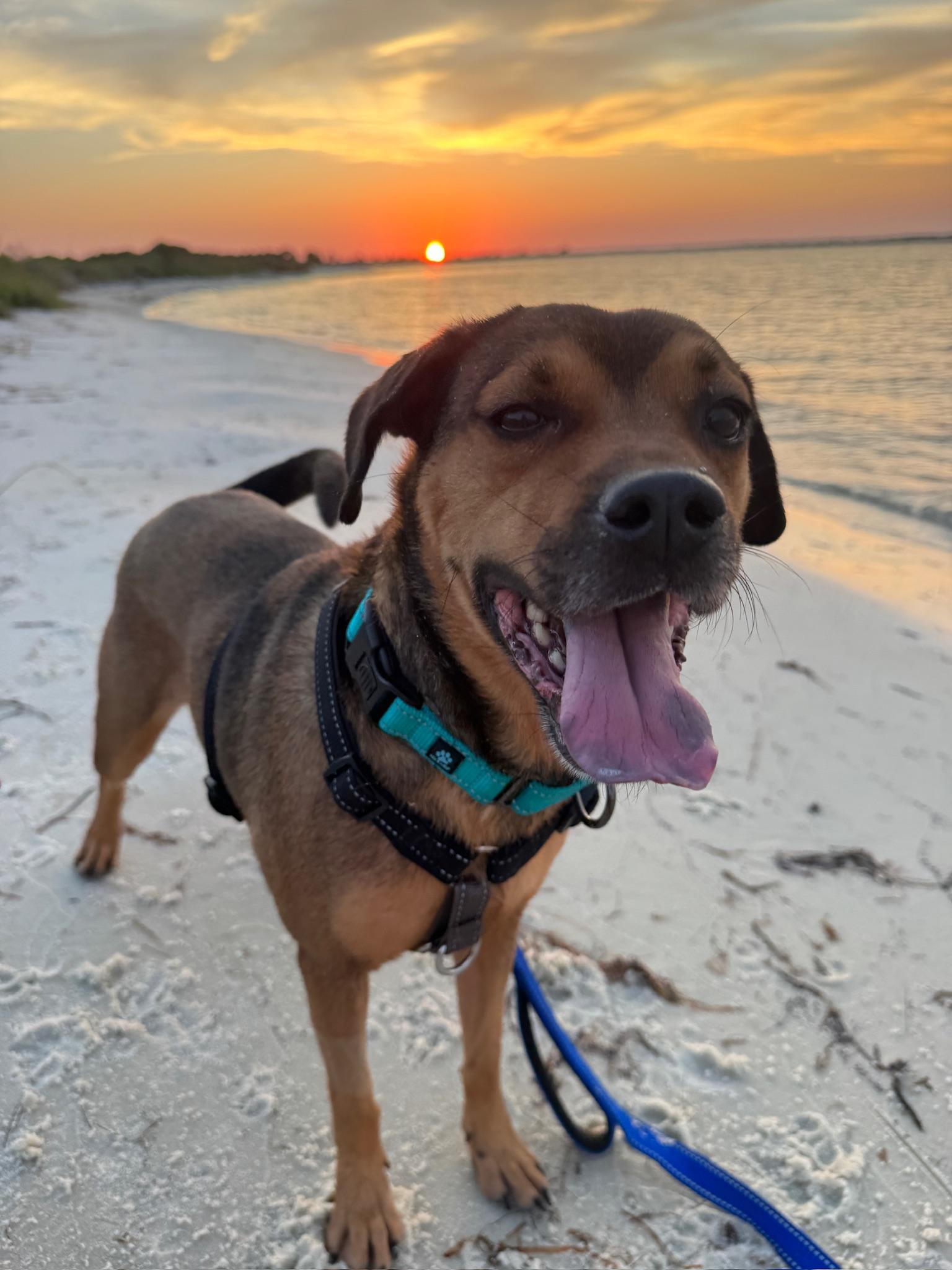Enlarge Kiwi, a Adoptable mixed breed in Navarre, FL image 6/6