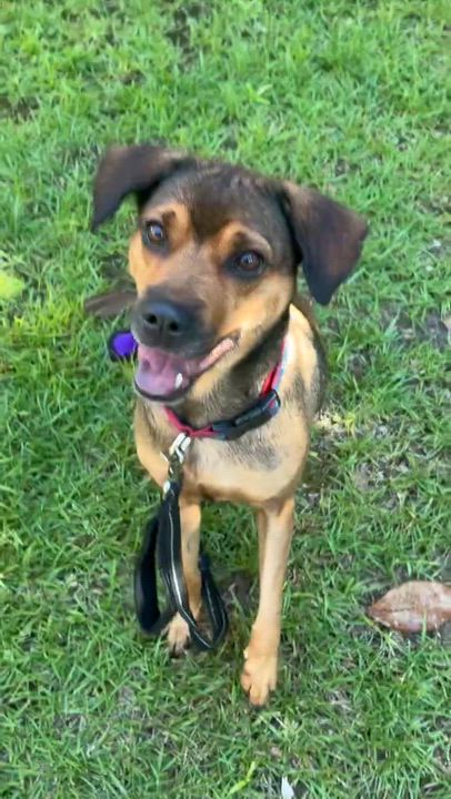 Enlarge Kiwi, a ADOPTABLE mixed breed in Navarre, FL video 3/6