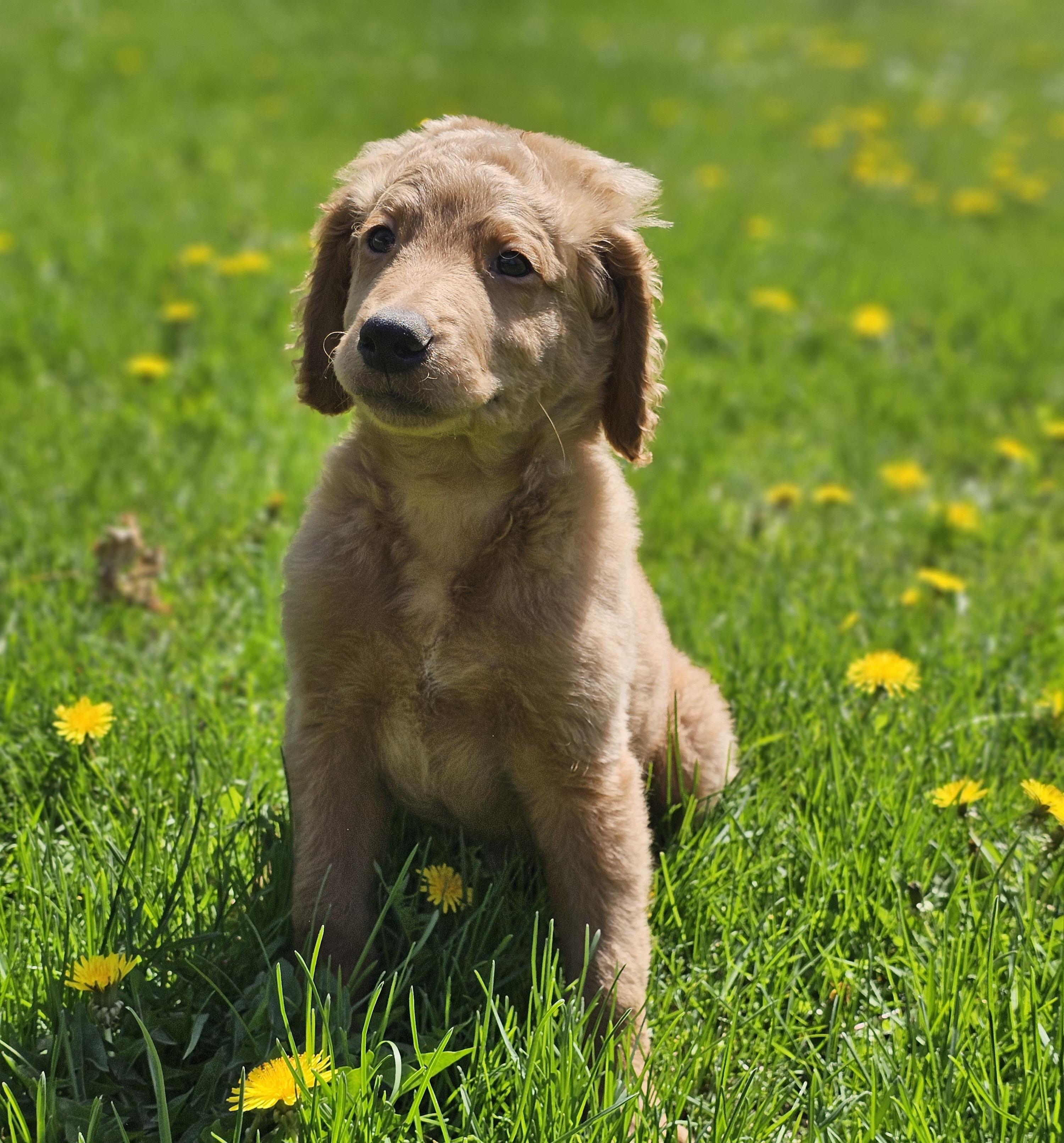 WAYLON   $425, adopted, Puppy Male Irish Setter & Goldendoodle.