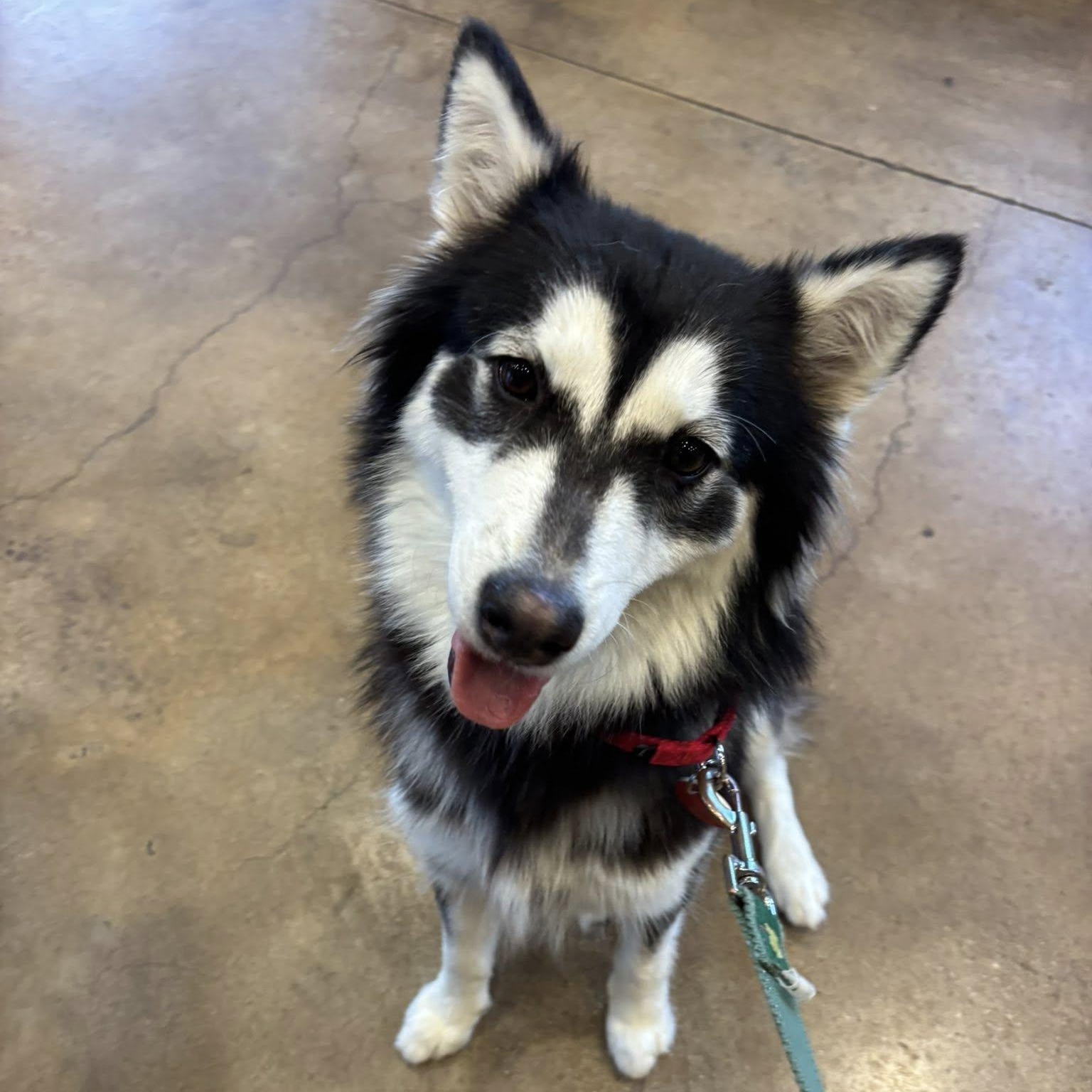 Farrah, an adopted mixed breed in Fair Oaks Ranch, TX image 3/6