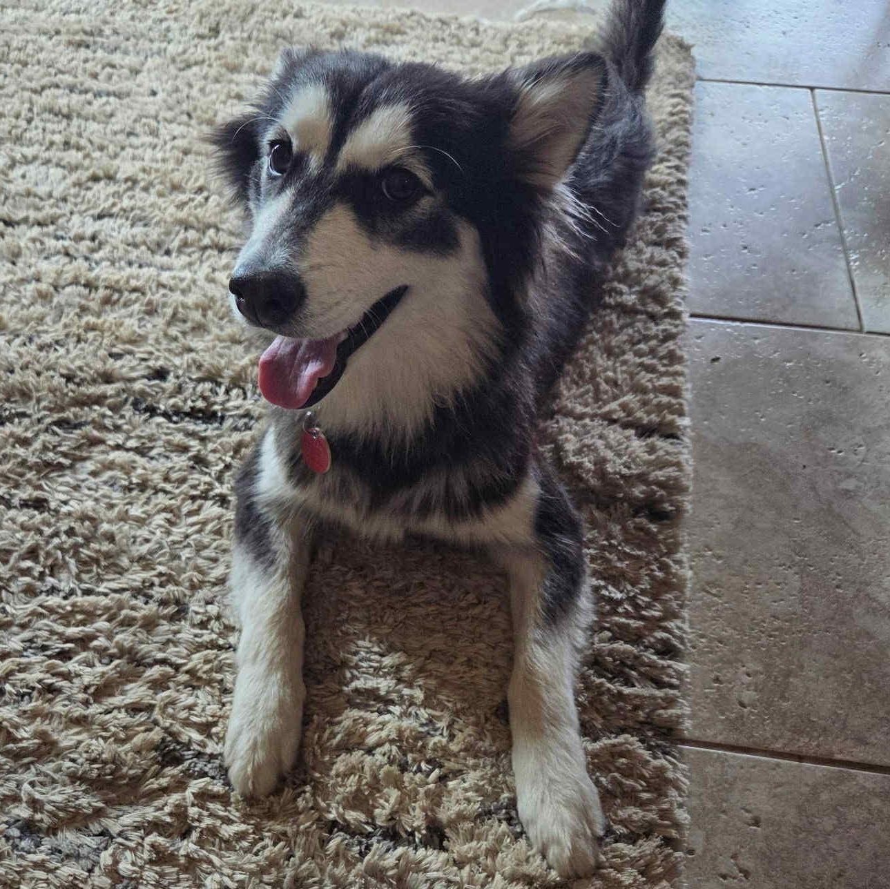 Farrah, an adopted mixed breed in Fair Oaks Ranch, TX image 6/6