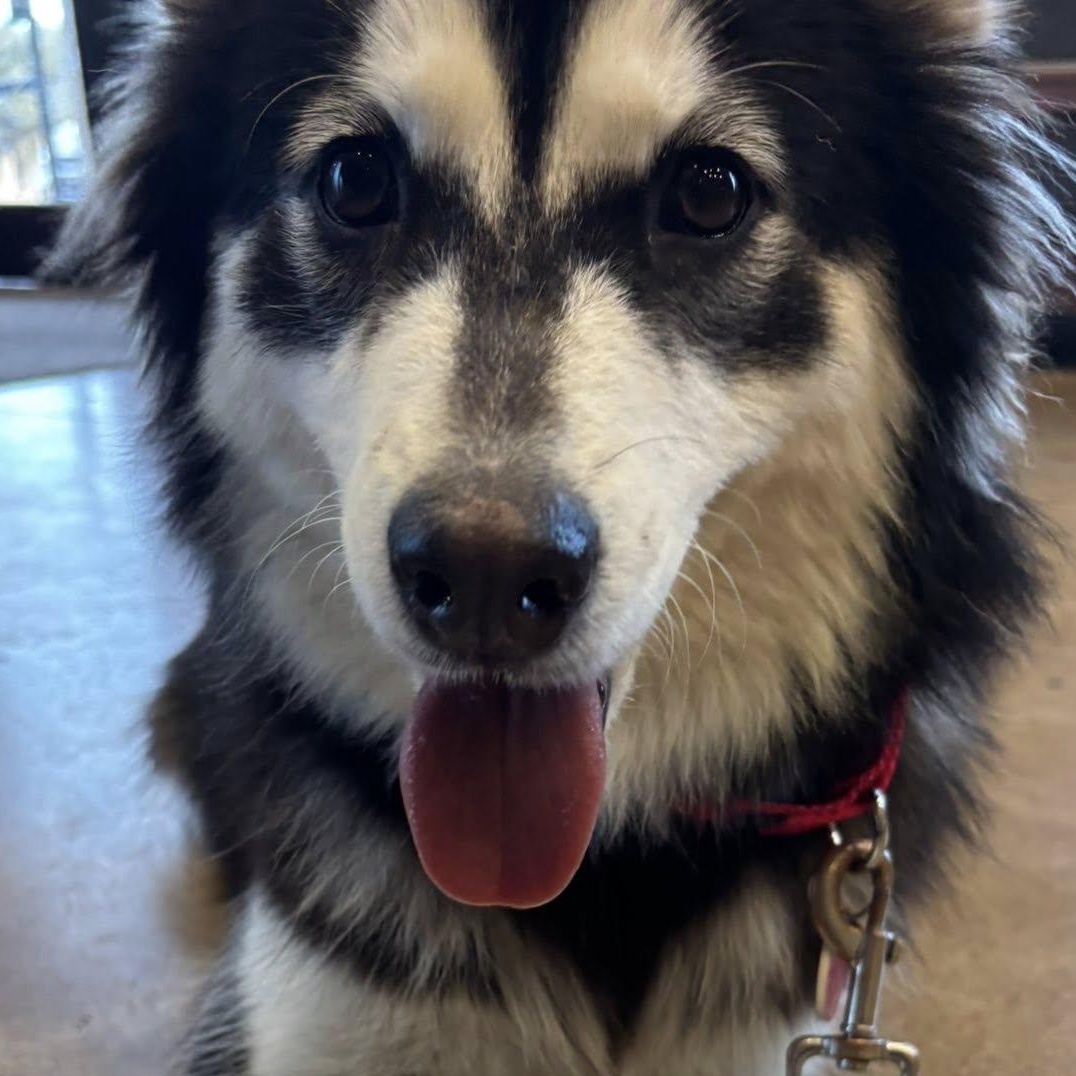 Farrah, an adopted mixed breed in Fair Oaks Ranch, TX image 2/6