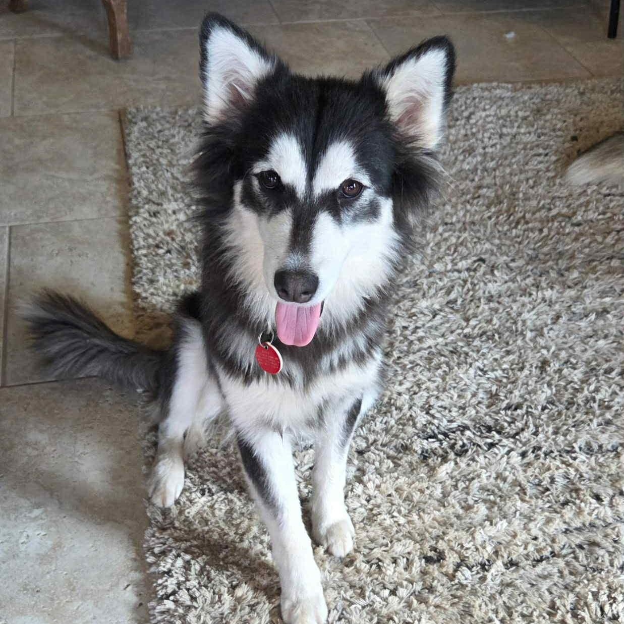 Farrah, an adopted mixed breed in Fair Oaks Ranch, TX image 5/6
