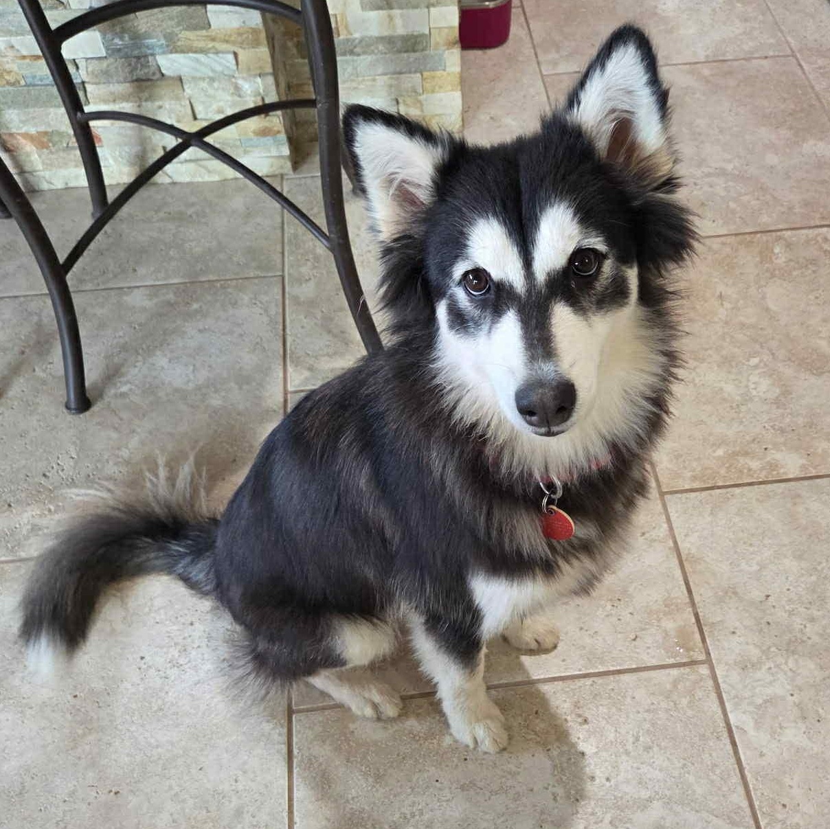 Farrah, an adopted mixed breed in Fair Oaks Ranch, TX image 1/6