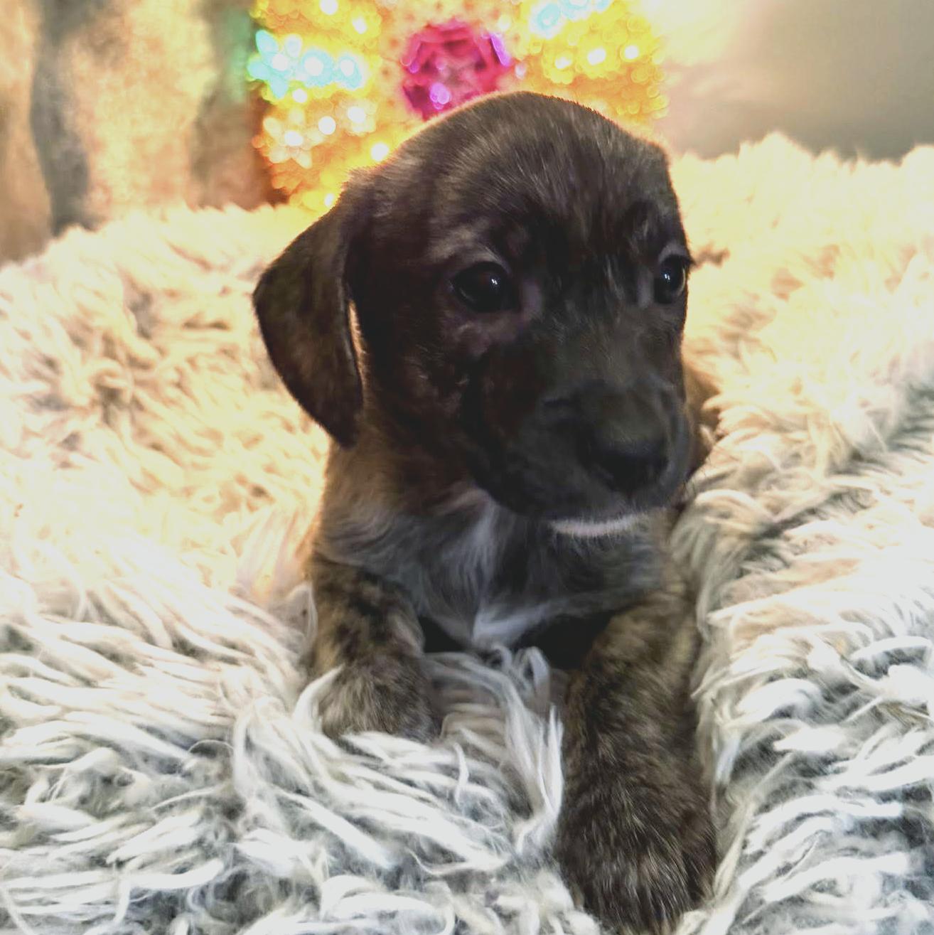 Sweet Litter, a Adoptable mixed breed in Eugene, OR image 4/6