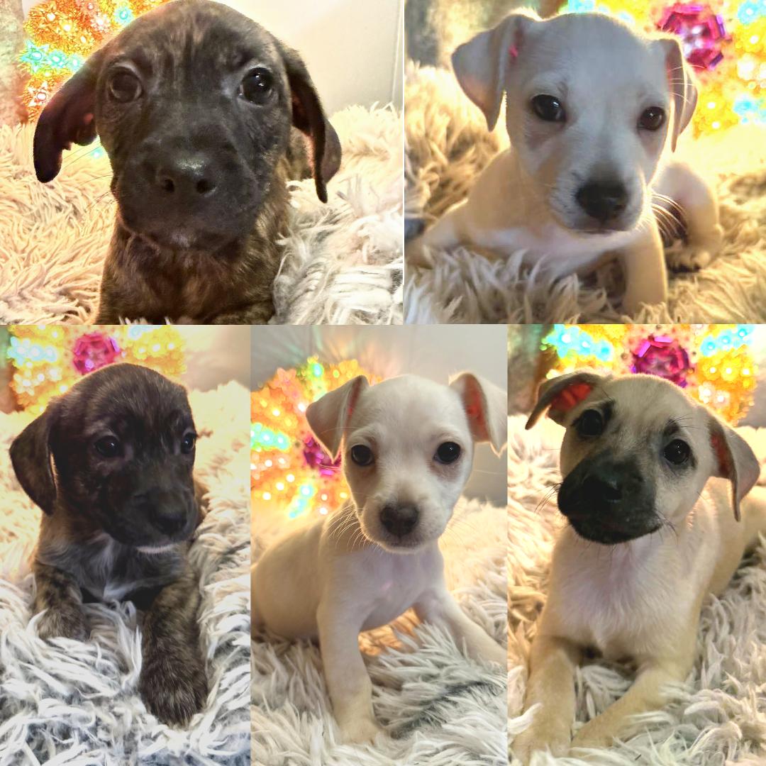 Sweet Litter, a Adoptable mixed breed in Eugene, OR image 1/6