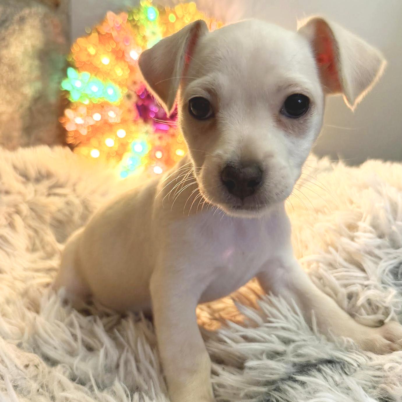Sweet Litter, a Adoptable mixed breed in Eugene, OR image 5/6