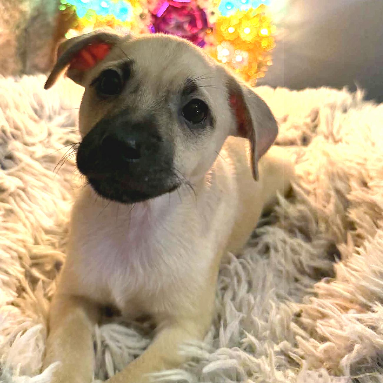 Sweet Litter, a Adoptable mixed breed in Eugene, OR image 3/6