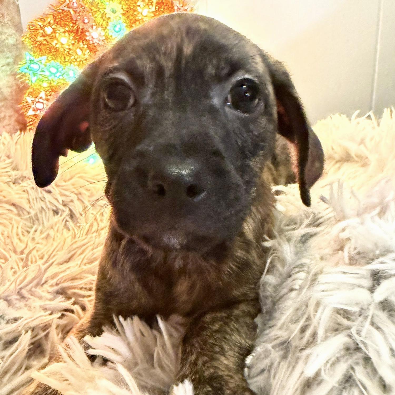 Sweet Litter, a Adoptable mixed breed in Eugene, OR image 6/6