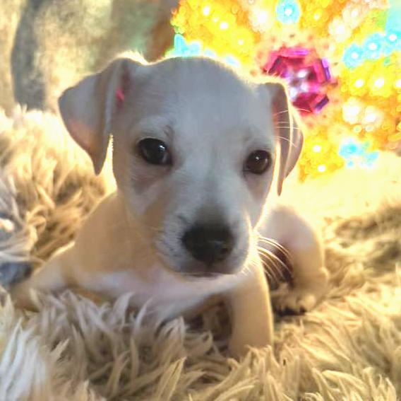 Sweet Litter, a Adoptable mixed breed in Eugene, OR image 2/6