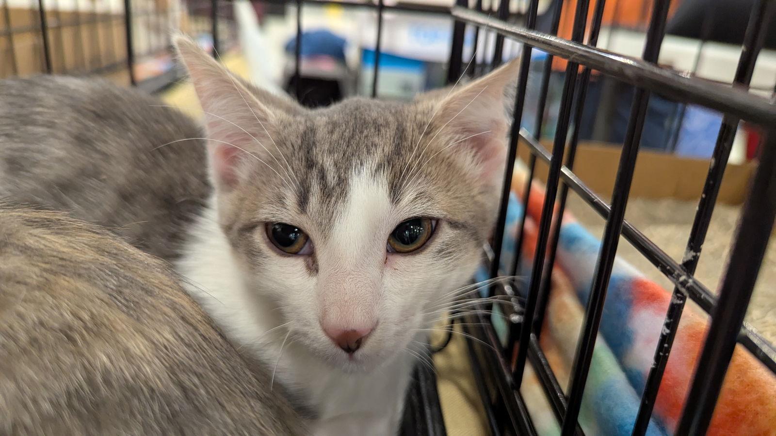 Trimbel  0829, Adoptable, Young Male Domestic Short Hair.