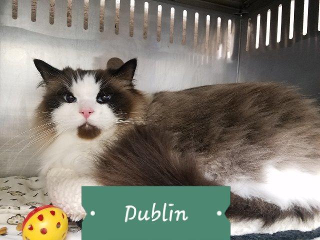 Dublin, Adopted, Senior Male Ragdoll.