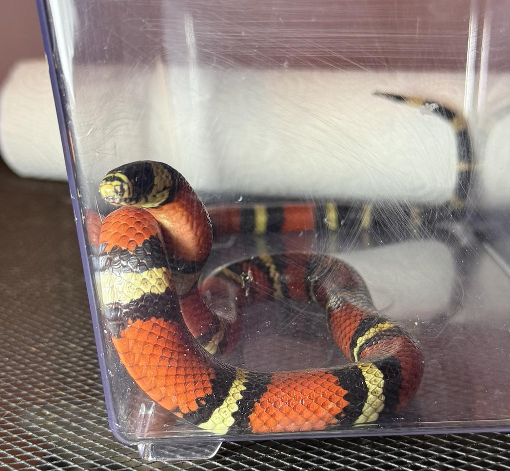 Enlarge Vader, a Adopted King / Milk in JACKSON, NJ image 1/3