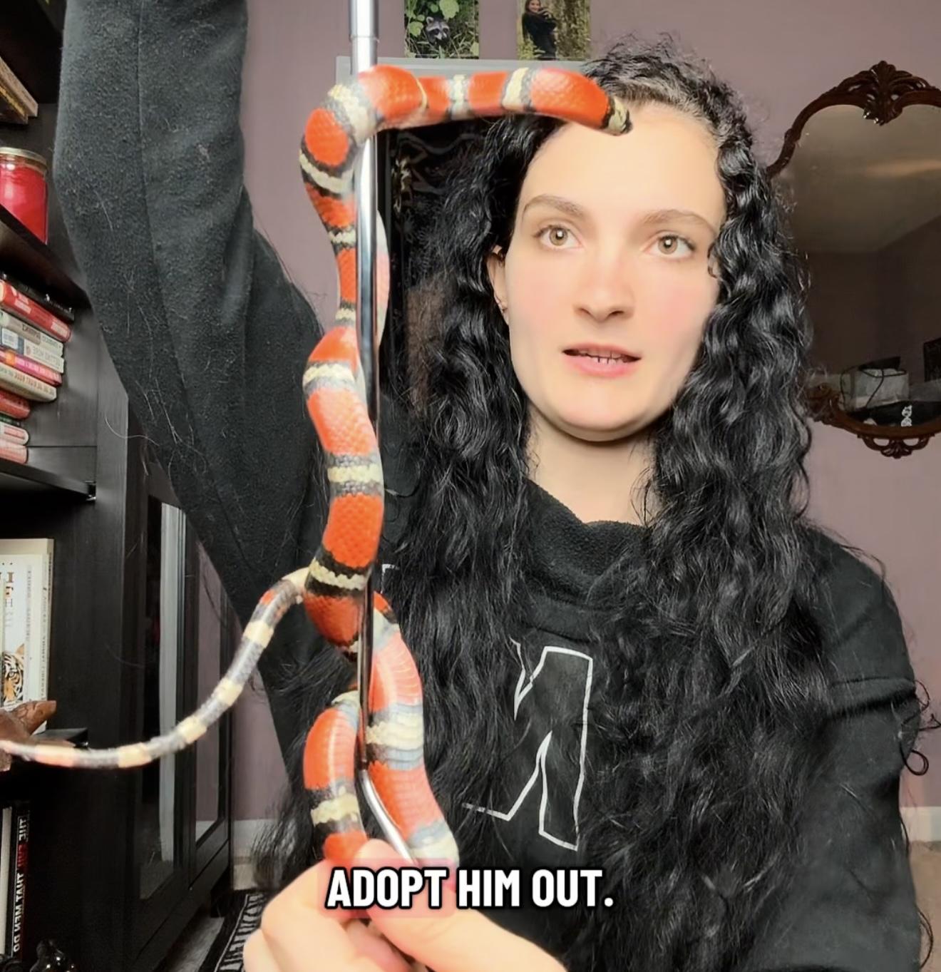 Enlarge Vader, a Adopted King / Milk in JACKSON, NJ image 2/3