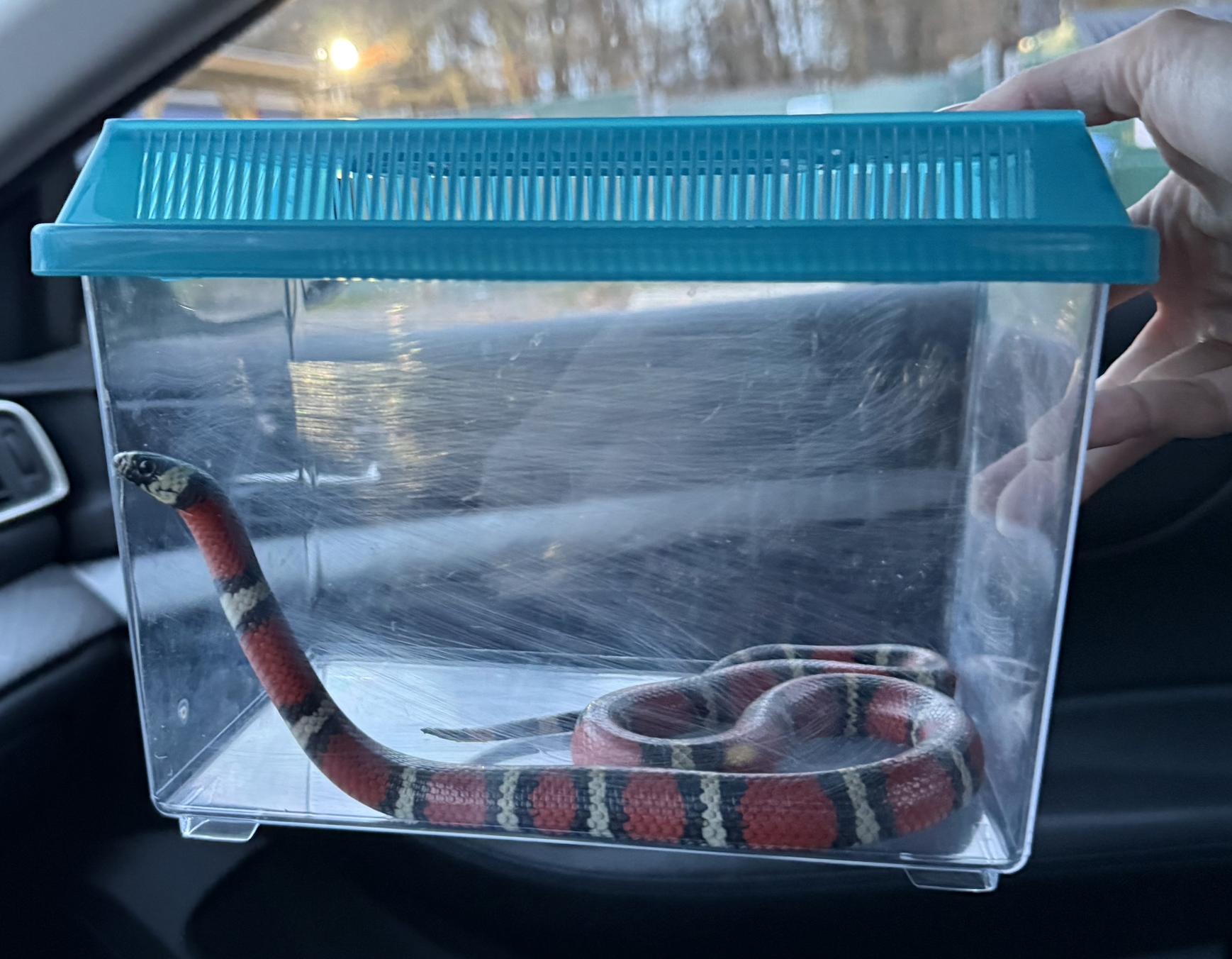 Enlarge Vader, a Adopted King / Milk in JACKSON, NJ image 3/3