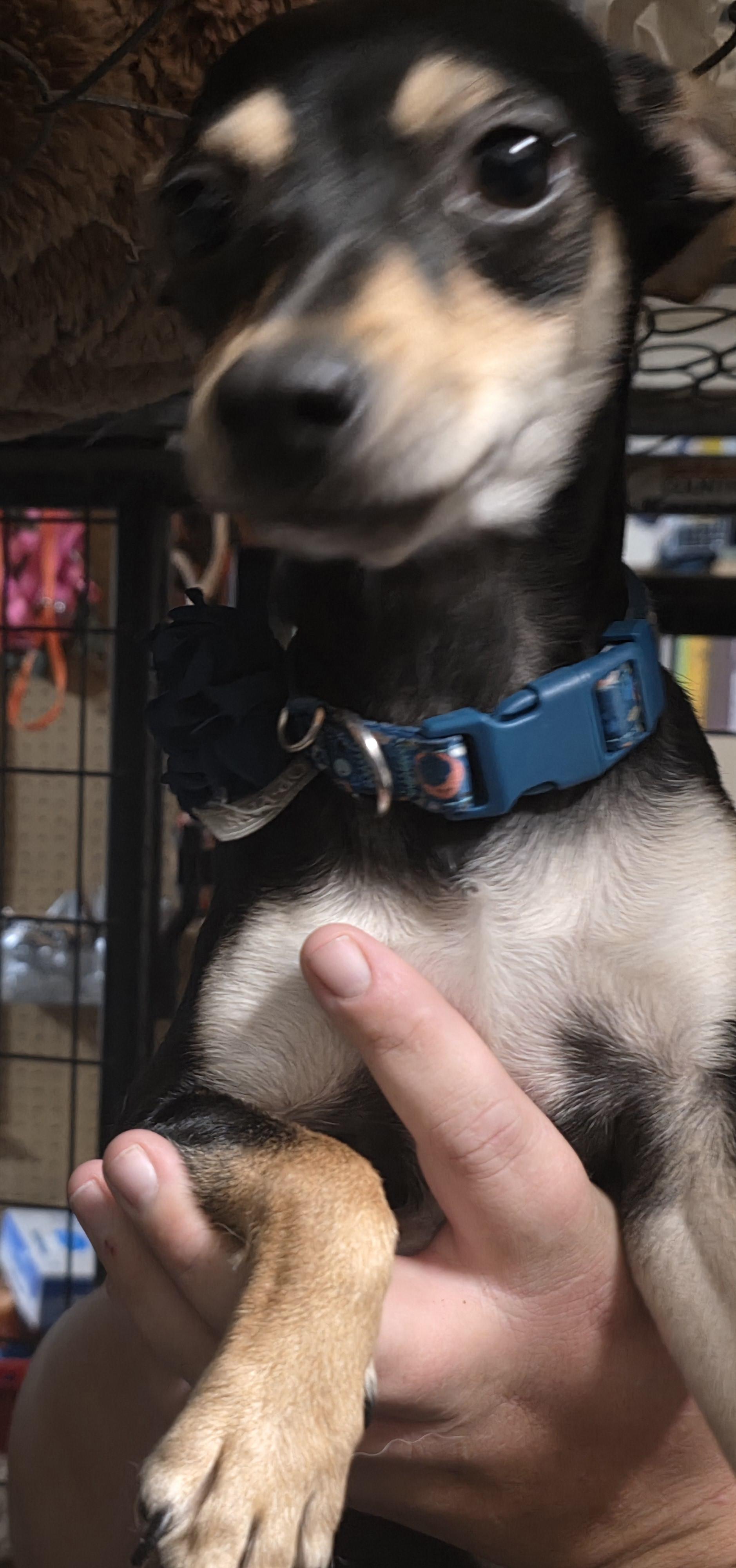 Princess, Young Female Chihuahua