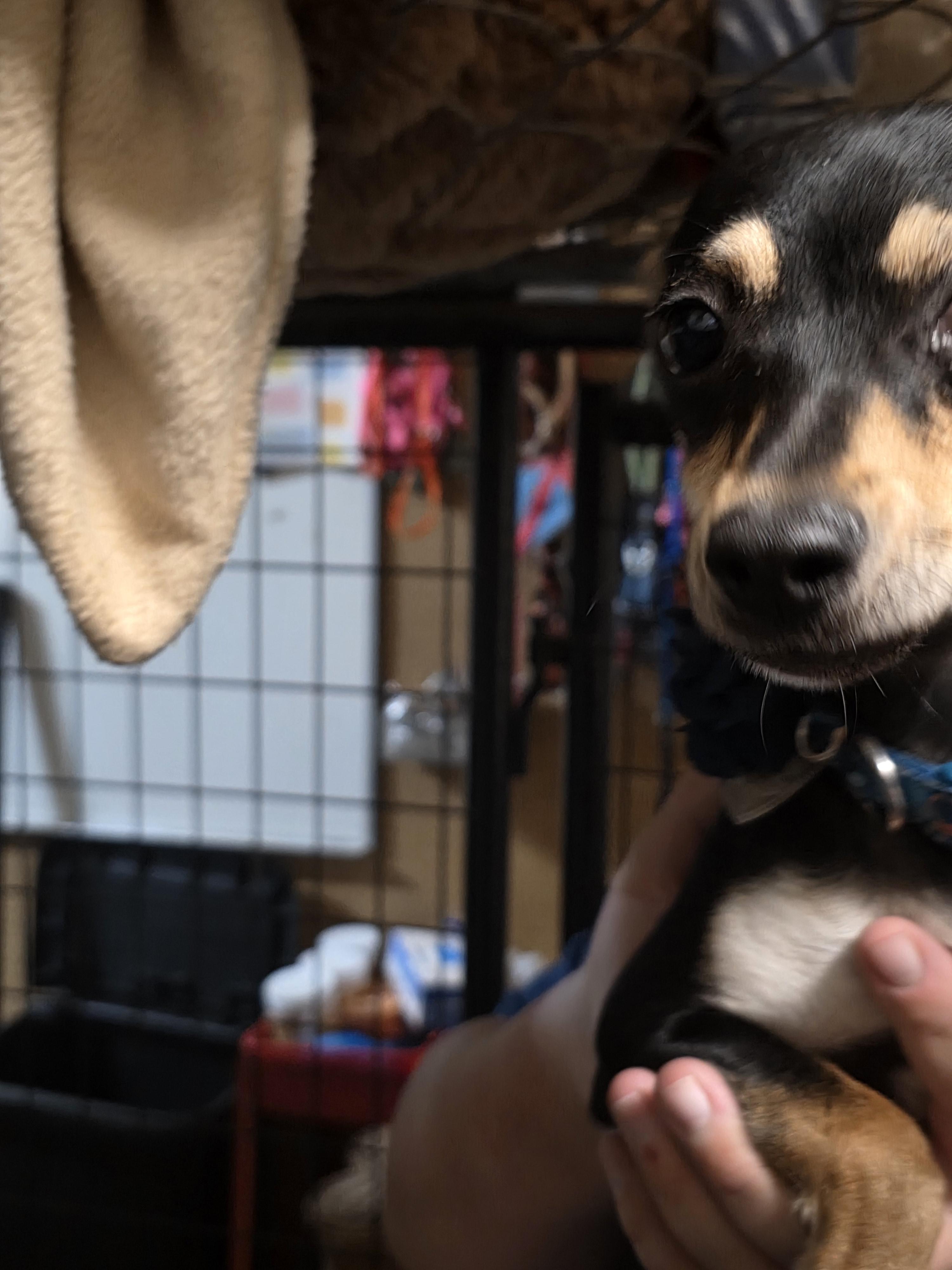 Princess, an adoptable Chihuahua in Billings, MT, 59101 | Photo Image 2