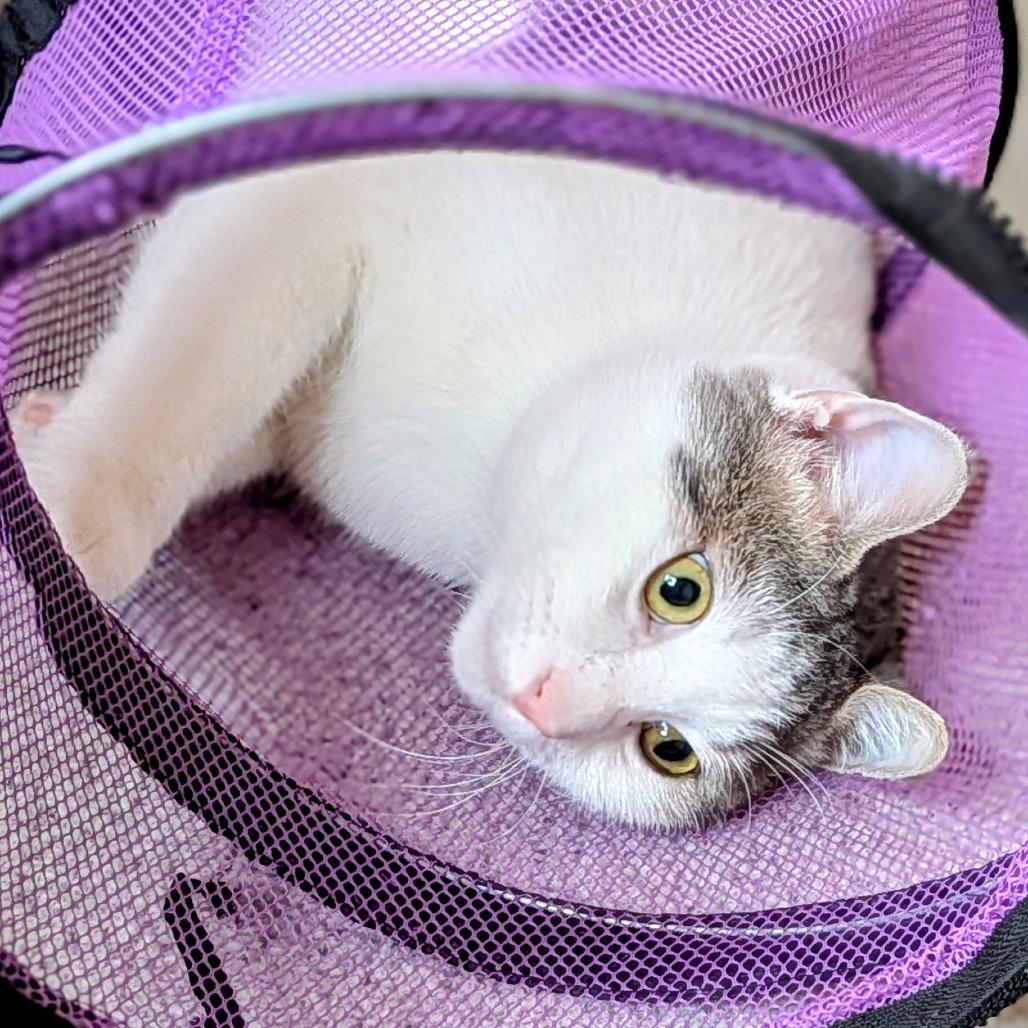 Asher, Adoptable, Young Male Domestic Short Hair.