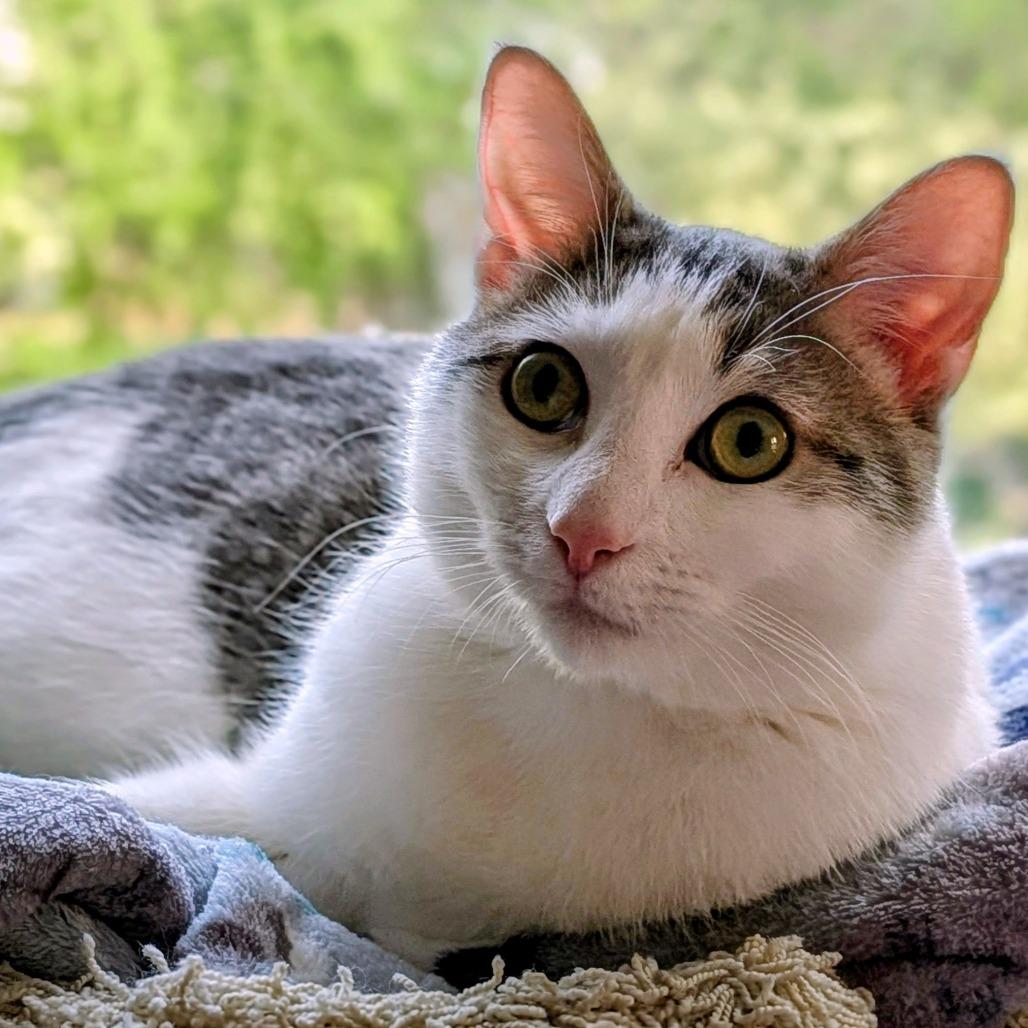 Enlarge Asher, a Adoptable Domestic Short Hair in Winston Salem, NC image 2/3