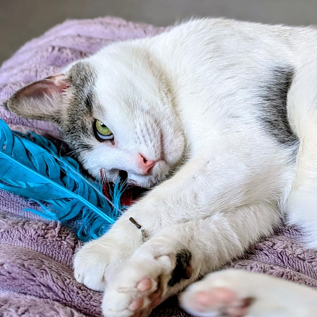 Enlarge Asher, a Adoptable Domestic Short Hair in Winston Salem, NC image 3/3