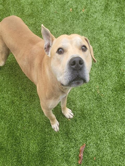 MASON, Adoptable, Young Male Pit Bull Terrier.