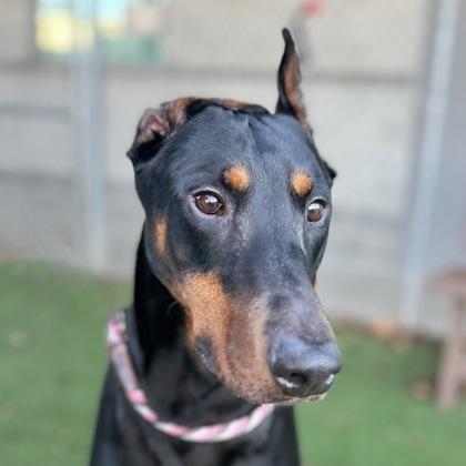Enlarge Rock Lee, an adopted mixed breed in Sacramento, CA image 1/3
