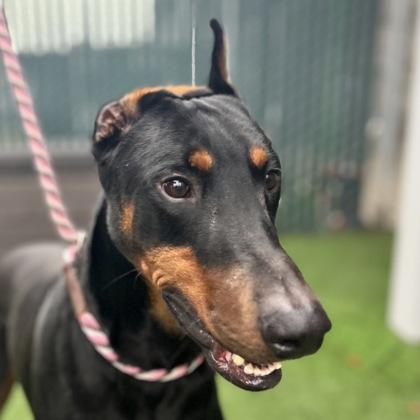 Enlarge Rock Lee, an adopted mixed breed in Sacramento, CA image 2/3