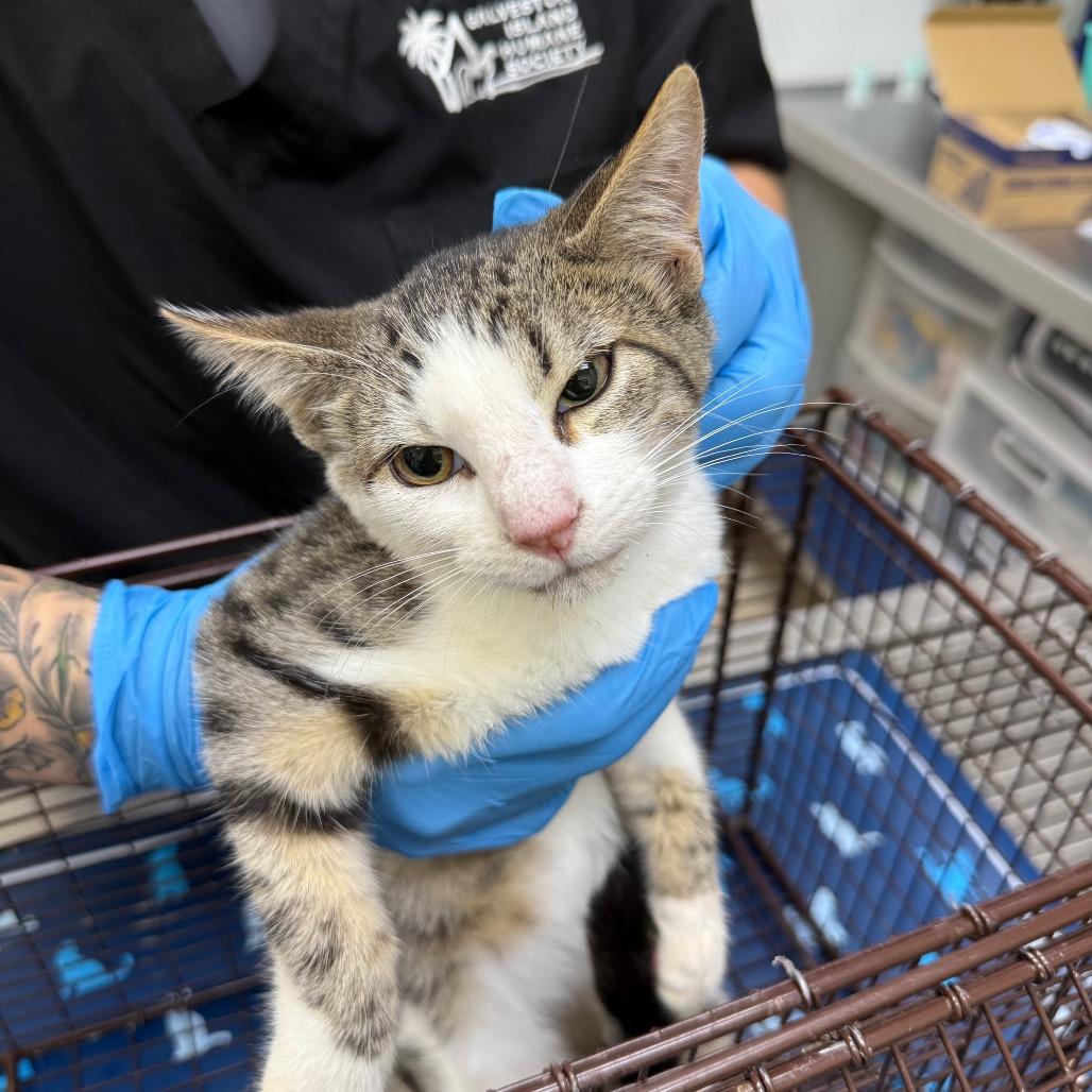 Barn Cat Nuke, Adoptable, Kitten Male Domestic Short Hair.