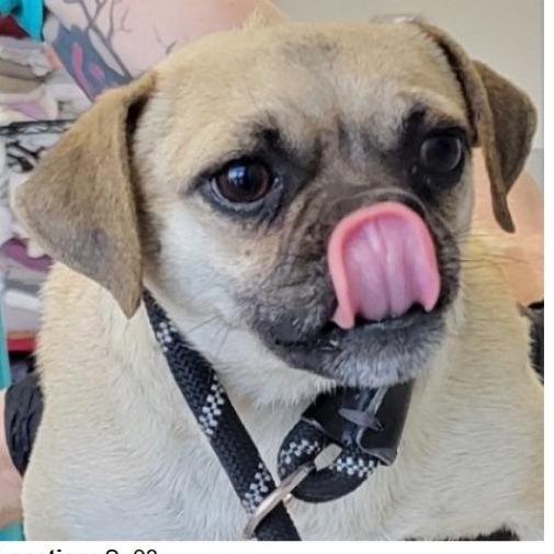 PIGLET, Adoptable, Young Female Pug.