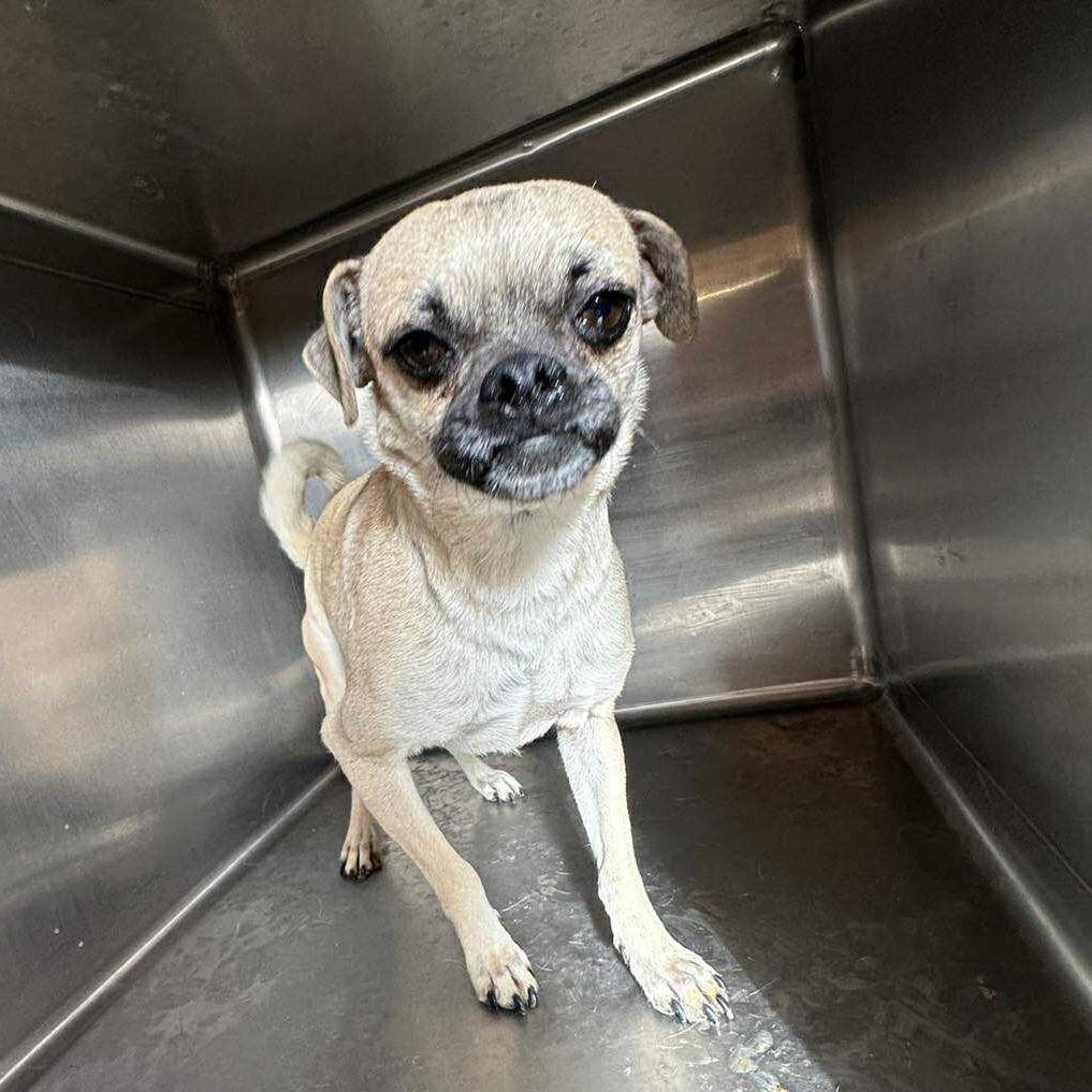 PIGLET, a Adoptable Pug in Loves Park, IL image 2/4