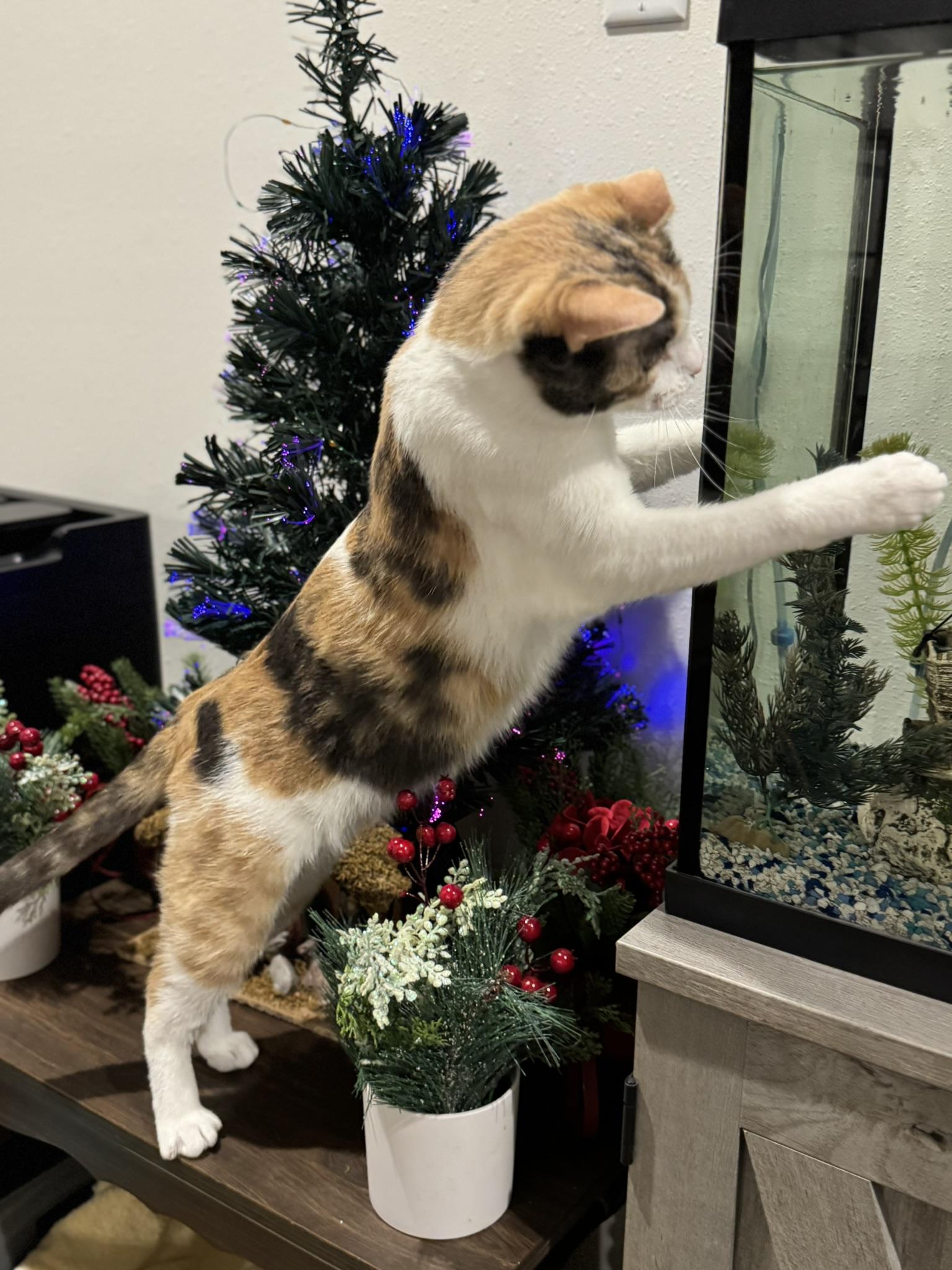 Enlarge Callie, a Adoptable mixed breed in Springfield, MO image 2/6