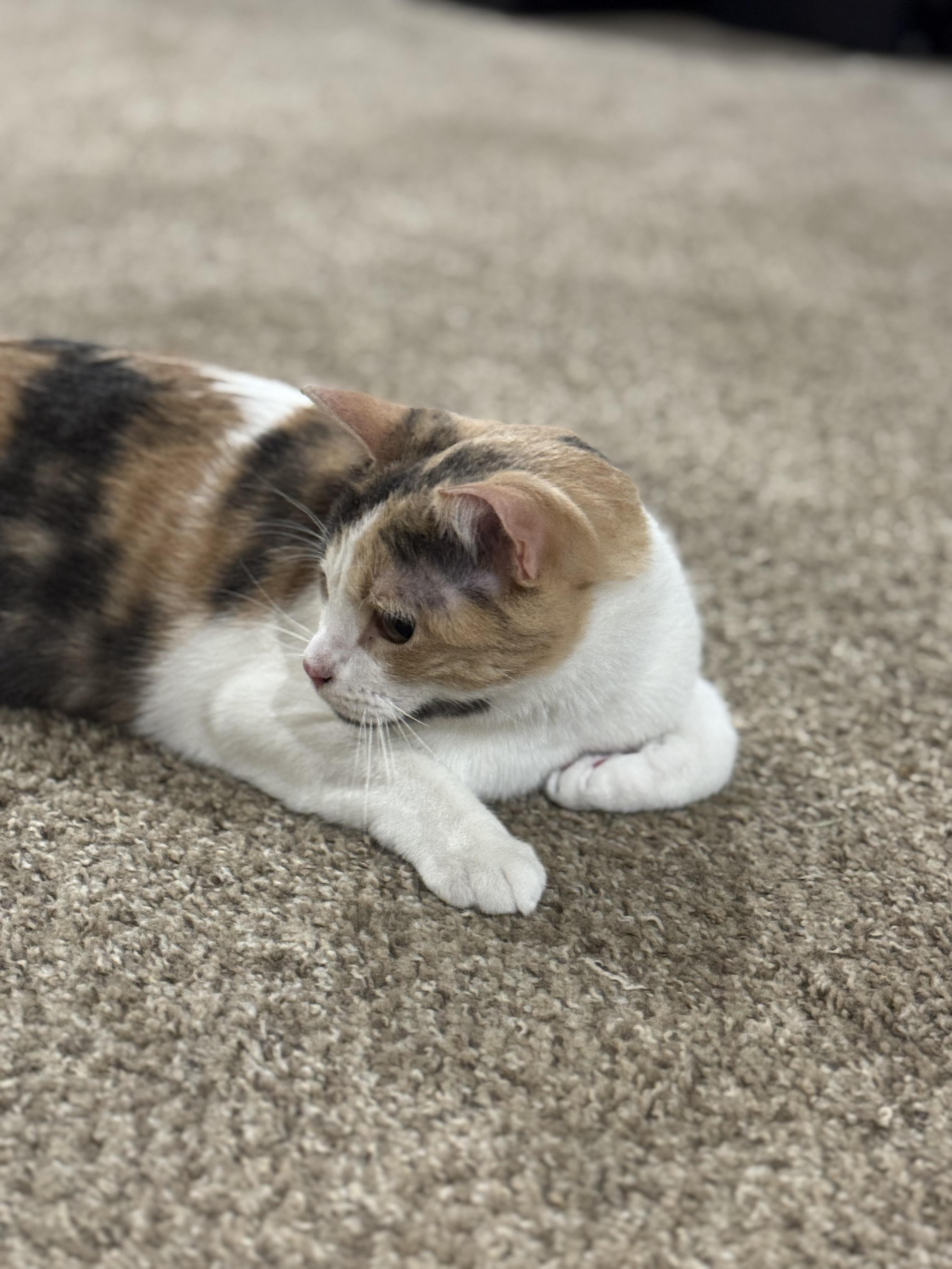 Enlarge Callie, a Adoptable mixed breed in Springfield, MO image 3/6