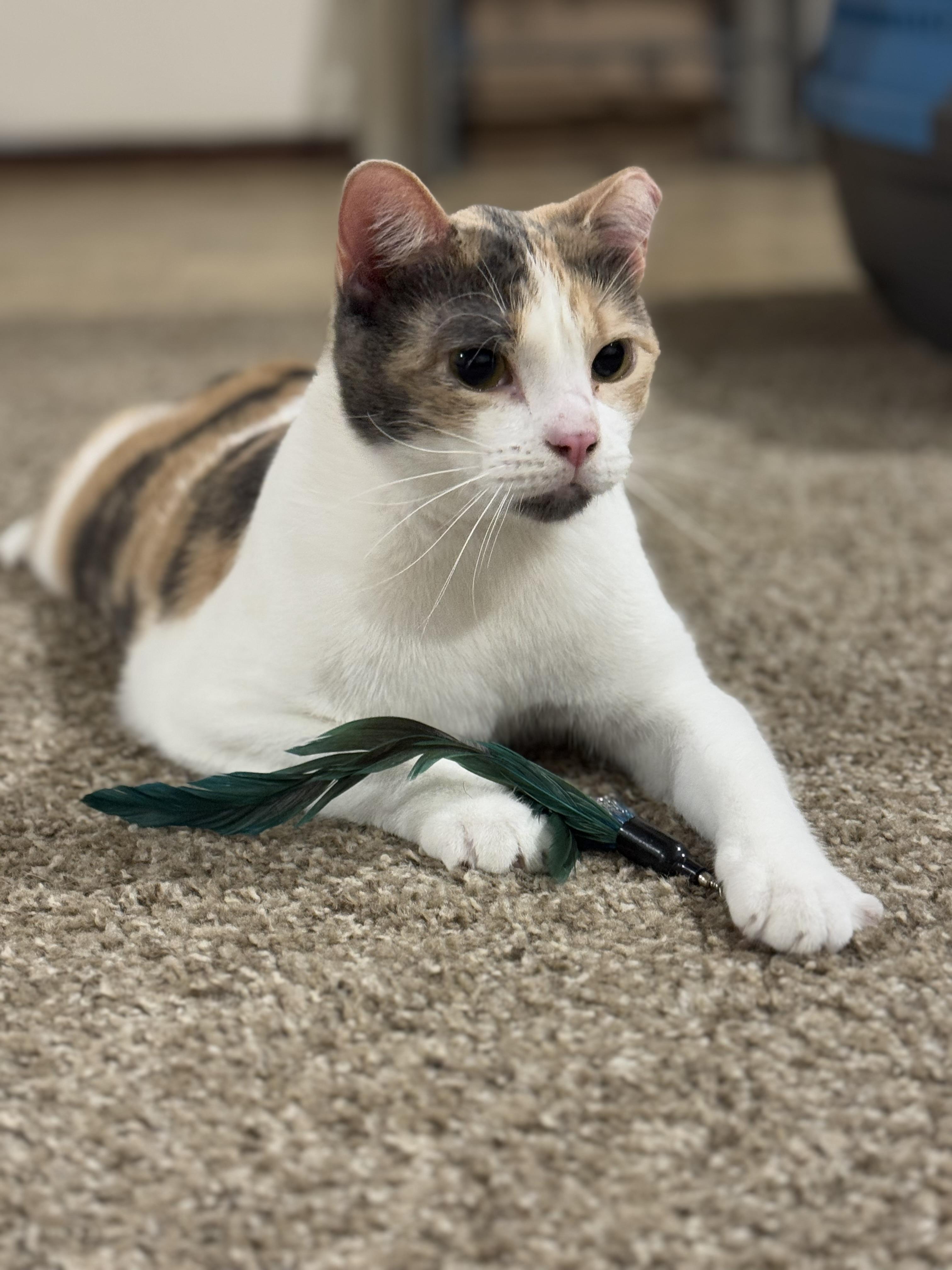 Enlarge Callie, a Adoptable mixed breed in Springfield, MO image 4/6