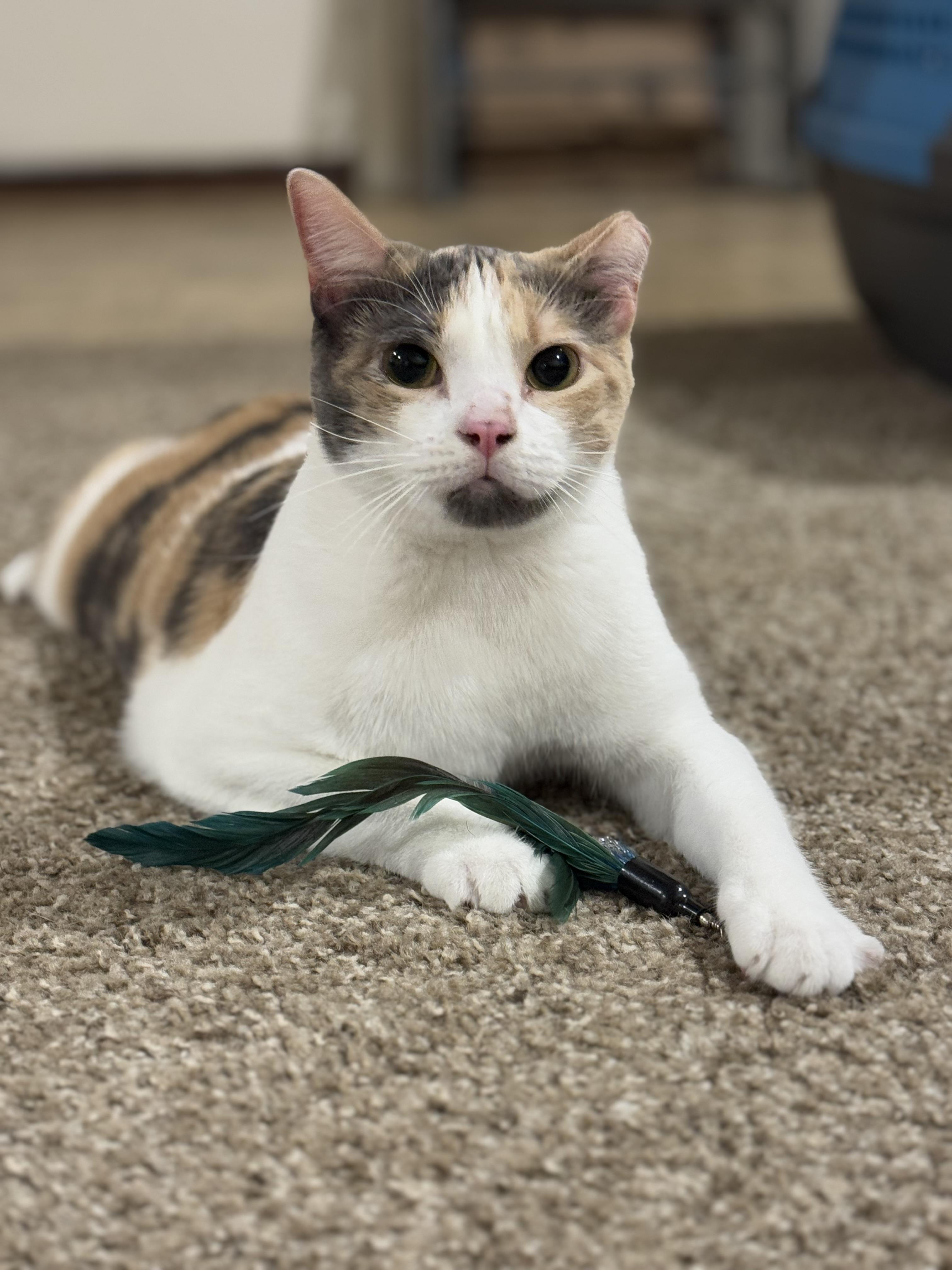 Enlarge Callie, a Adoptable mixed breed in Springfield, MO image 5/6