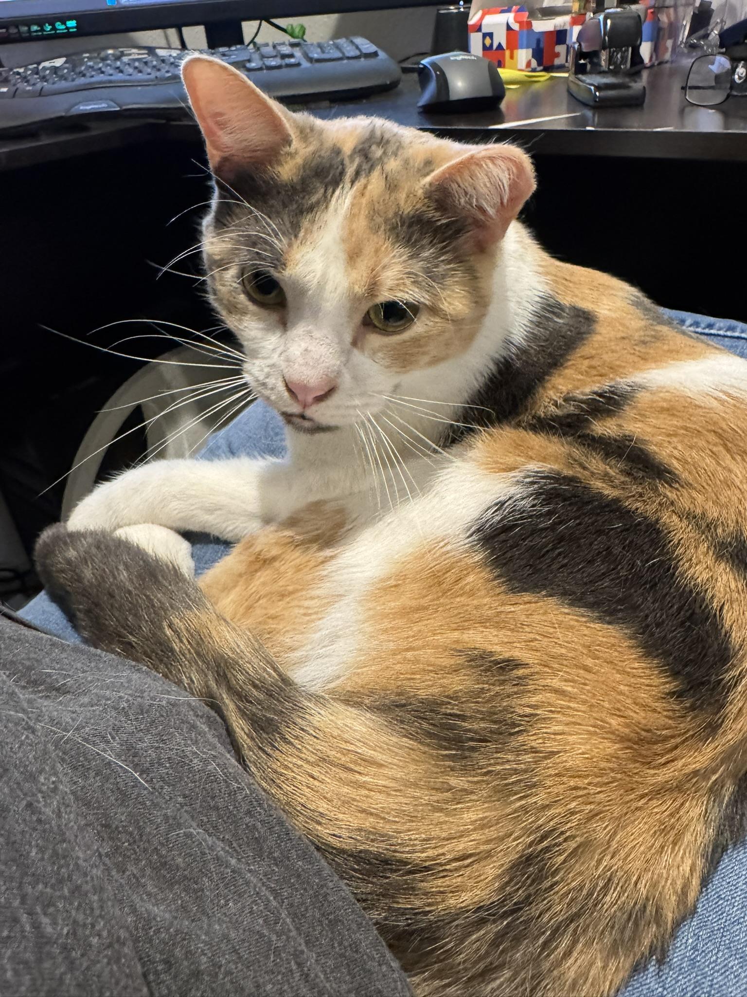 Enlarge Callie, a Adoptable mixed breed in Springfield, MO image 6/6